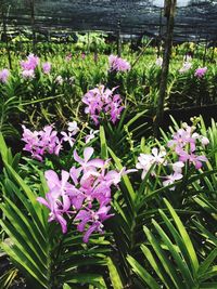 Close-up of purple flowers blooming outdoors