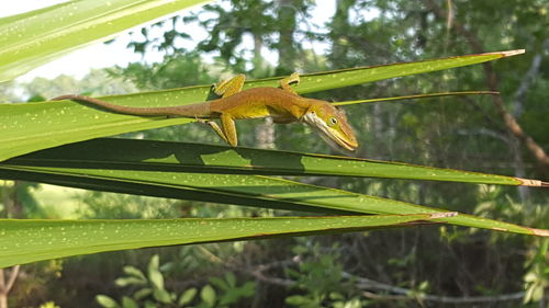 Close-up of insect on plant