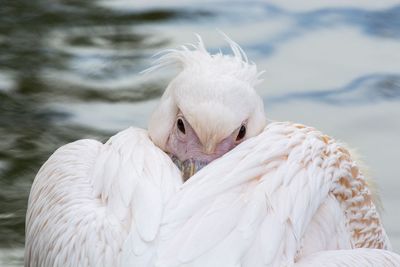 Close-up of pelican on water