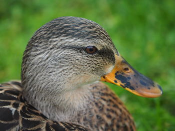 Close-up of a duck face, headshot.