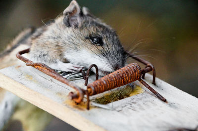 Close-up of squirrel on wood