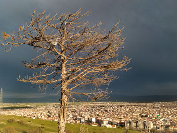 Bare tree against buildings in city