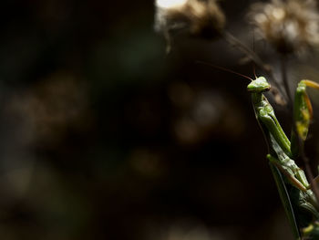 Close-up of insect on plant