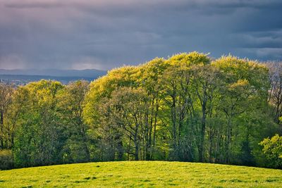 Scenic view of trees on field against sky