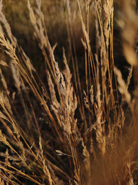 Wheat field in the golden rays of the august sun