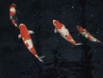 Directly above shot of koi carps swimming in pond