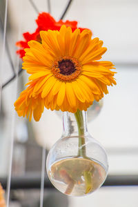 Close-up of yellow flower in vase