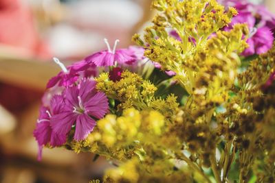 Close-up of pink flowers blooming outdoors