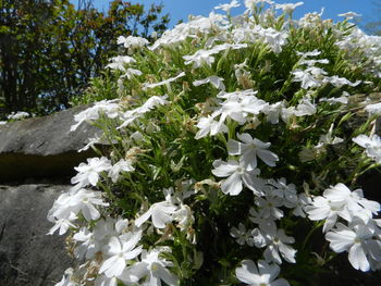 Close-up of white flowers