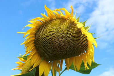 Close-up of yellow sunflower against sky