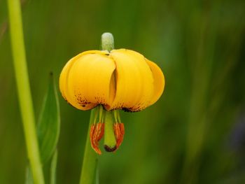 Close-up of yellow flowering plant