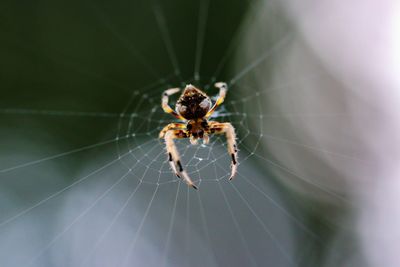 Spider on web