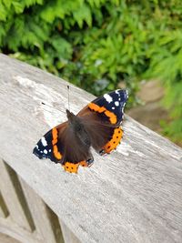 Butterfly perching on leaf