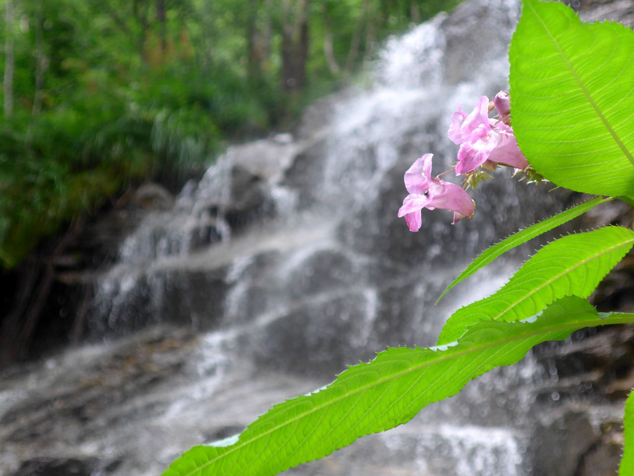 CLOSE-UP OF PINK FLOWERING PLANTS