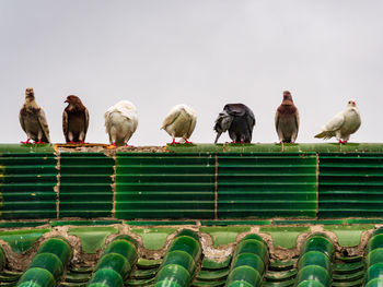 Flock of birds perching on the ground