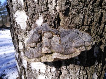 Close-up of tree trunk