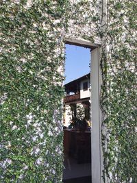 Ivy growing on house window