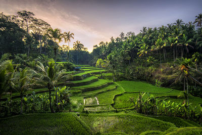 Scenic view of agricultural field against sky