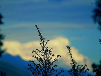 Close-up of silhouette tree against sky