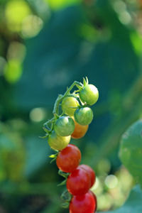 Close-up of tomato growing