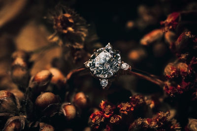 High angle view of flowering plant