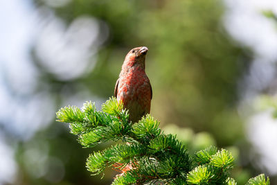 Close-up of bird perching on tree