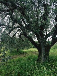 Tree growing in field