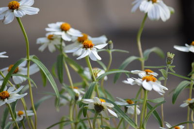 Close-up of bee on white flowers blooming outdoors