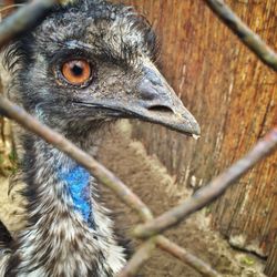 Emu seen through chainlink fence