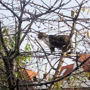 Low angle view of bird perching on tree