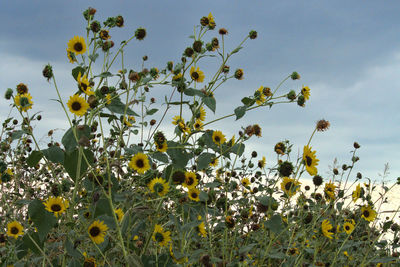 Low angle view of yellow flowers against sky