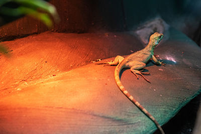 Close-up of lizard on wood