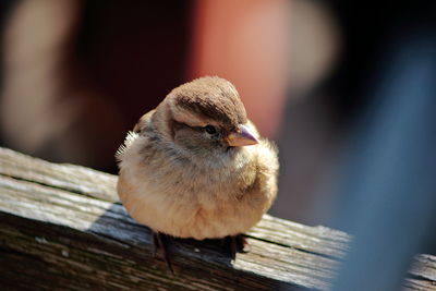 Close-up of bird perching on wood