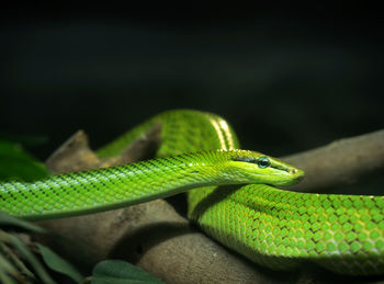 Close-up of green lizard