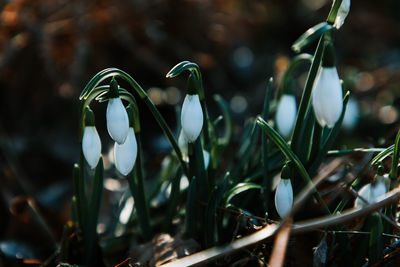 Close-up of white flowering plants on field