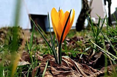 Close-up of yellow crocus blooming on field