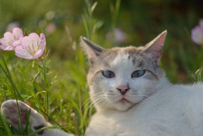 Close-up portrait of cat on grass