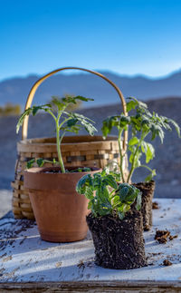 Table top view of gardening or potting bench with young tomato plants, clay pot, garden basket