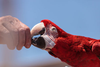 Cropped hand of person feeding parrot against sky