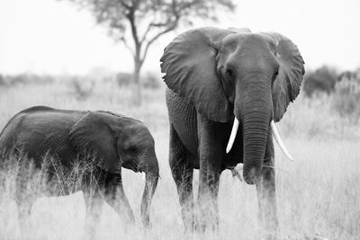 Elephant family on field