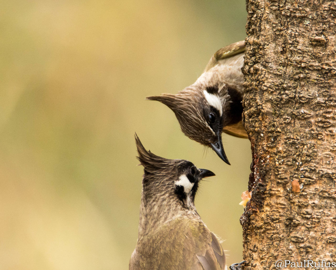 CLOSE-UP OF A BIRD