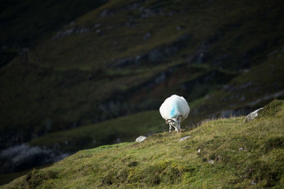 White horse on mountain