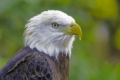 Close-up of a bald eagle 