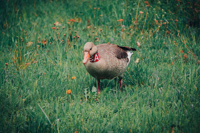 Duck on field