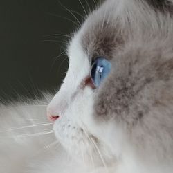 Close-up portrait of cat