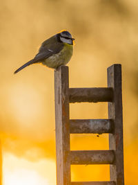 Close-up of bird perching on wooden post