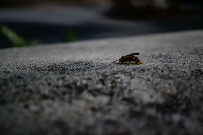 Close-up of insect