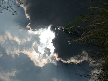 Low angle view of trees against sky