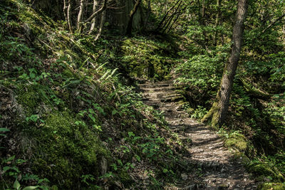 Footpath amidst trees in forest