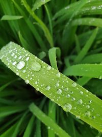 Close-up of wet leaves on rainy day